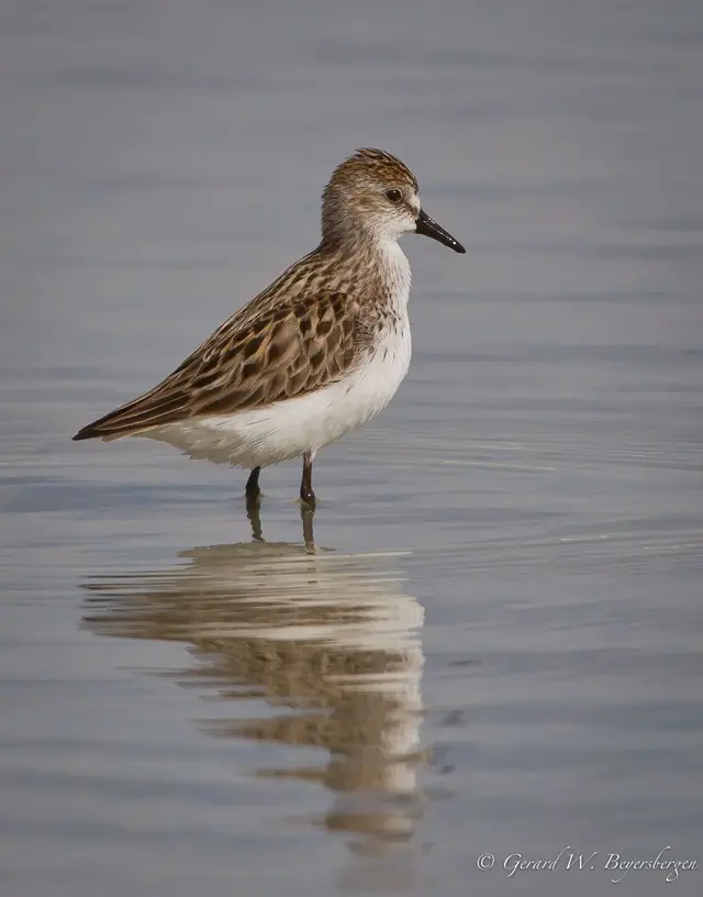 Semipalmated Sandpiper wading at Chaplin Lake